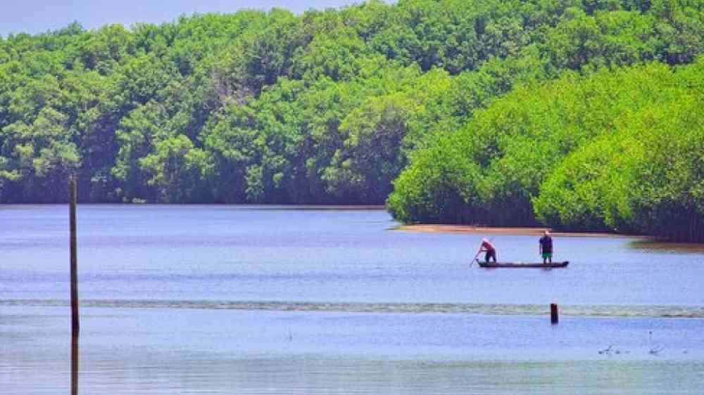 The work in mangrove restoration.