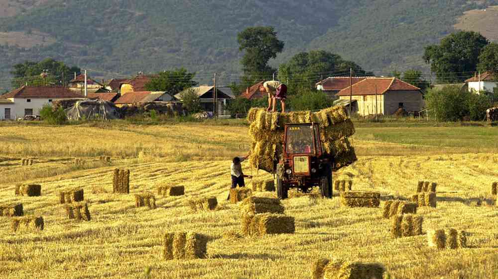 Workers at a field